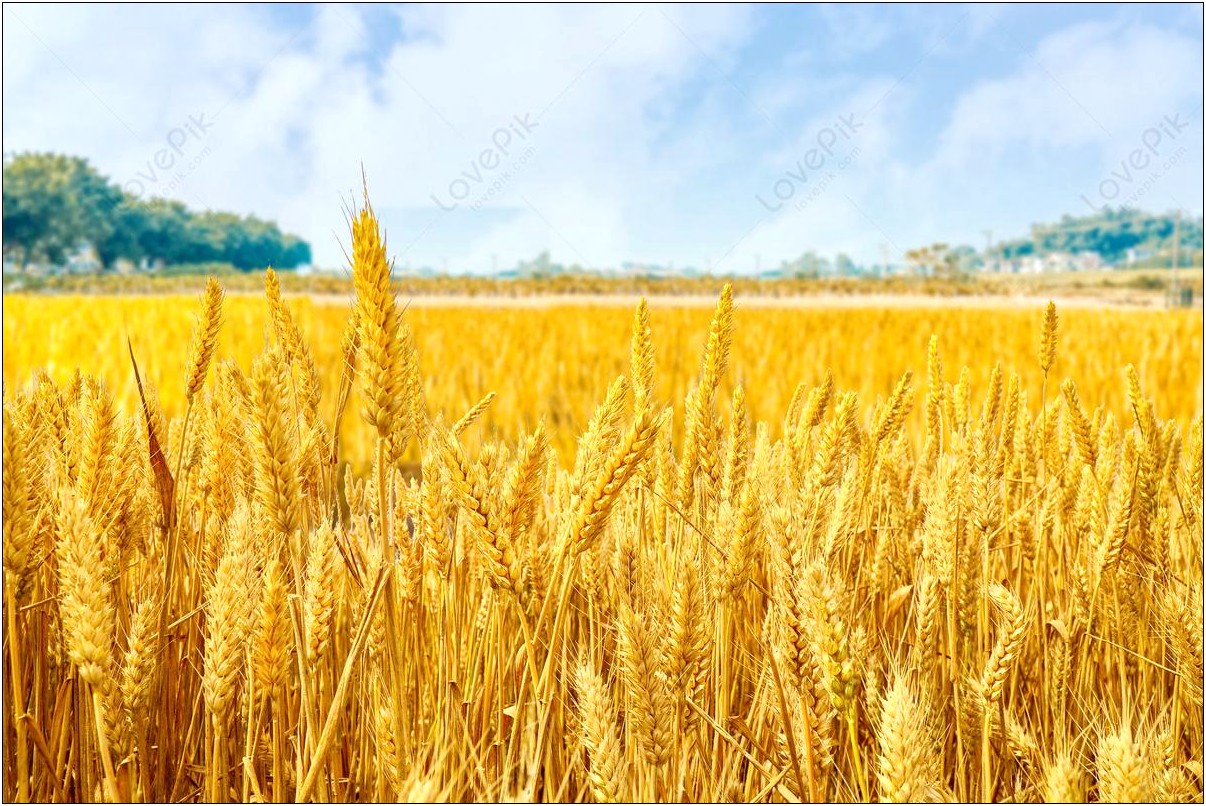 After Effects Templates Free Download 3d Wheat Field