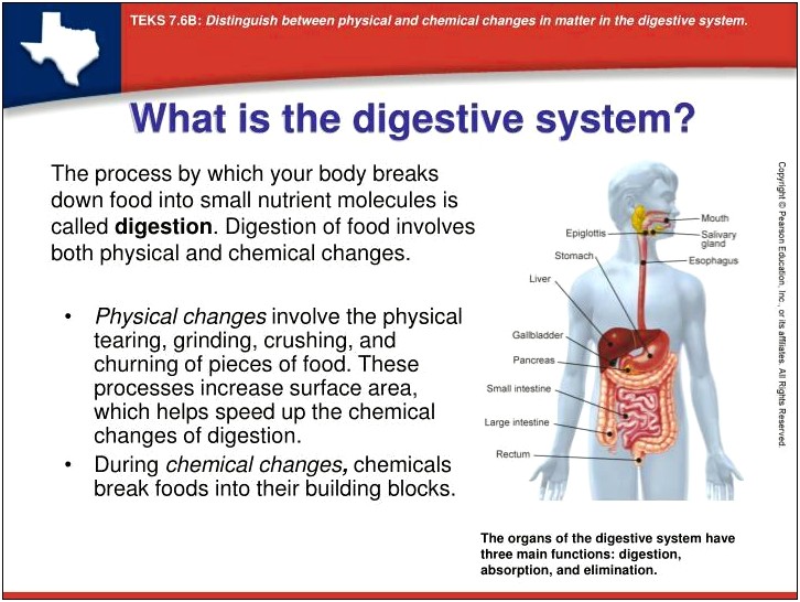 Digestive System Ppt Template Free Download