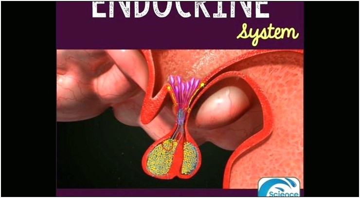 Endocrine System Ppt Template Free Download