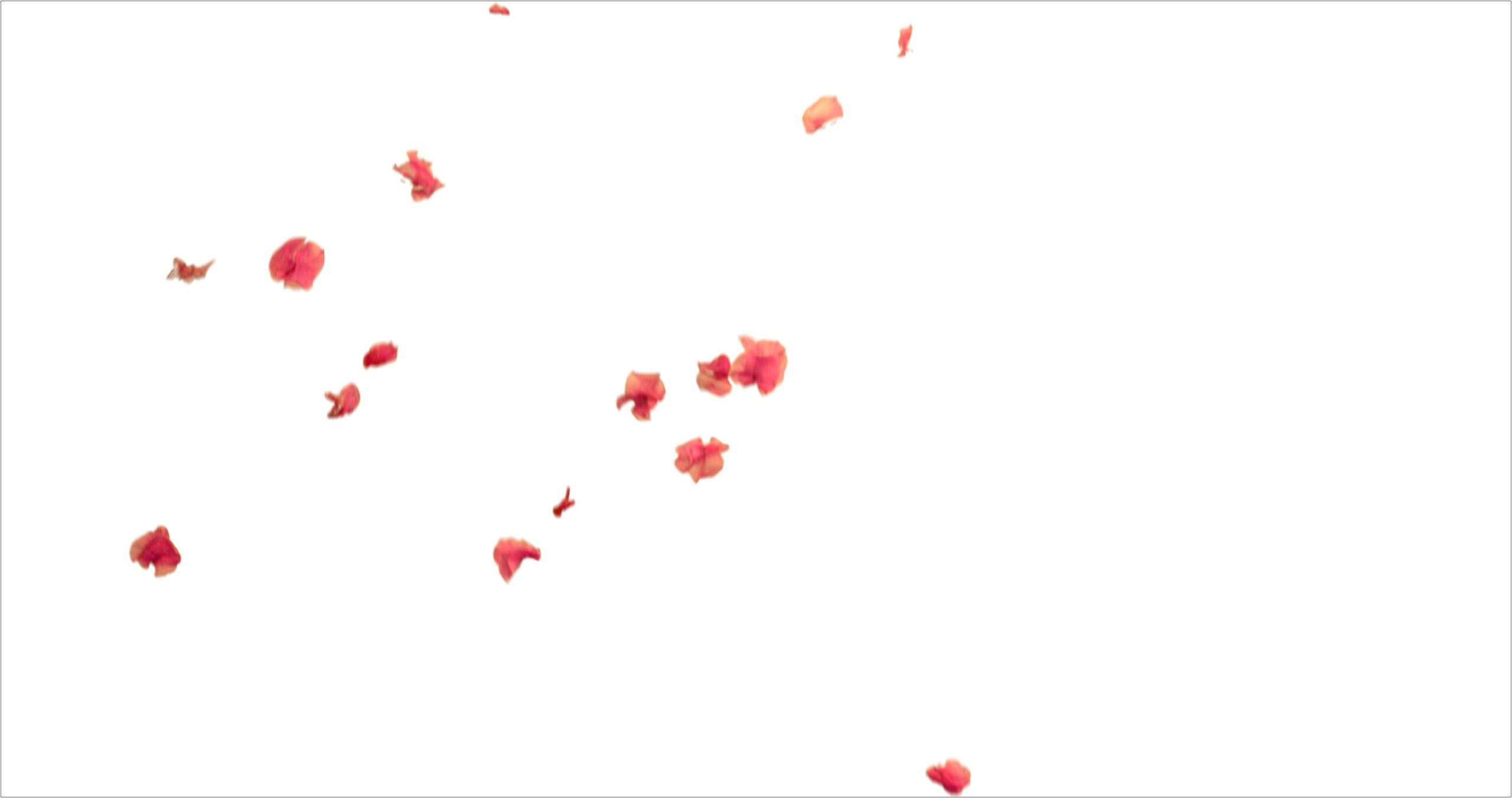 Falling Flower Petals After Effects Template Free