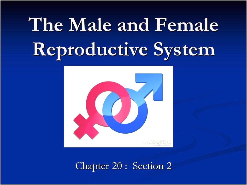 Female Reproductive System Powerpoint Free Template