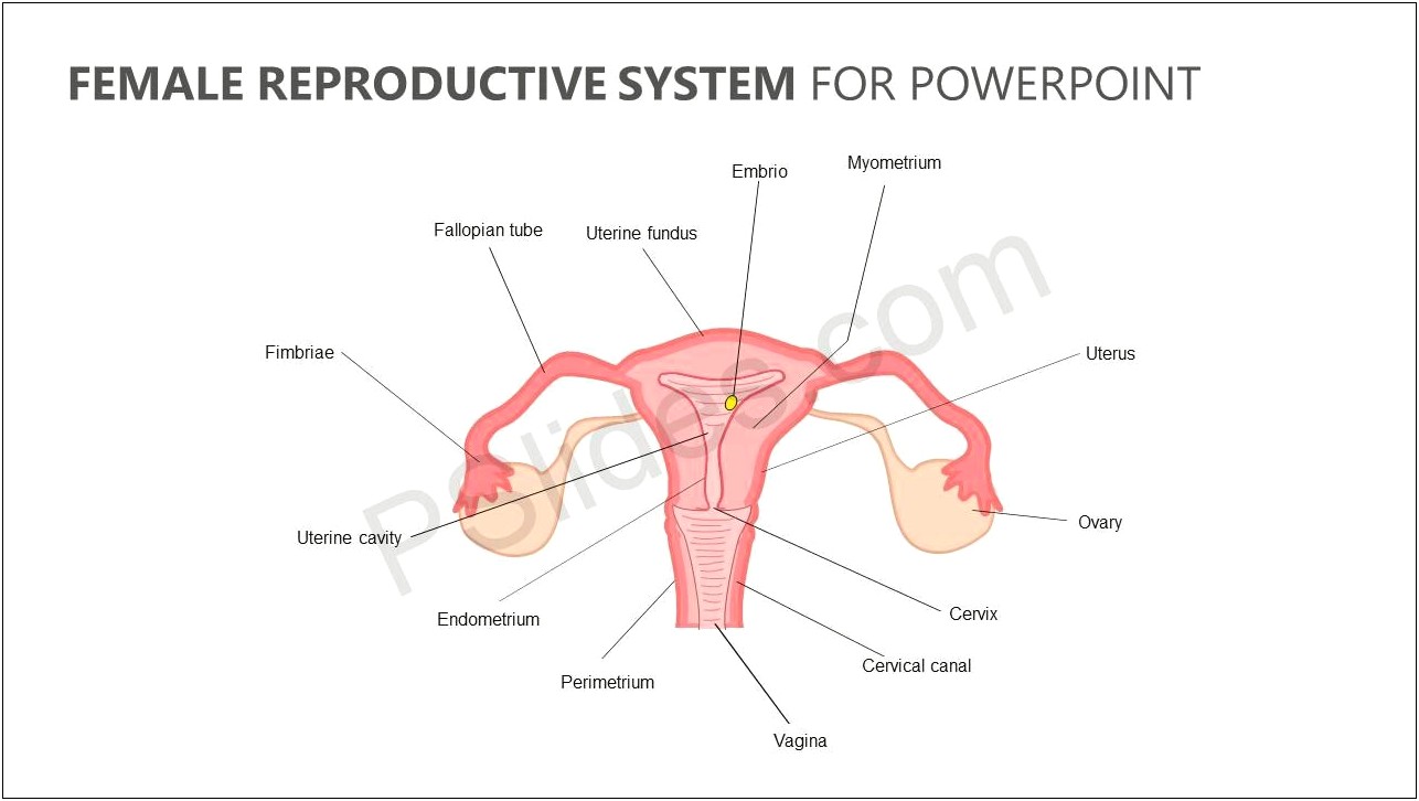 Female Reproductive System Ppt Template Free Download