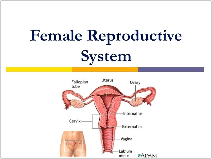 Female Reproductive System Ppt Template Free