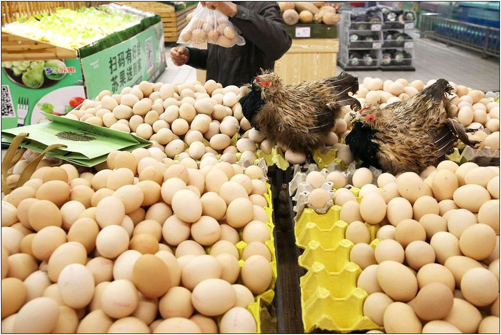 Free Chicken Farming Business Plan Template