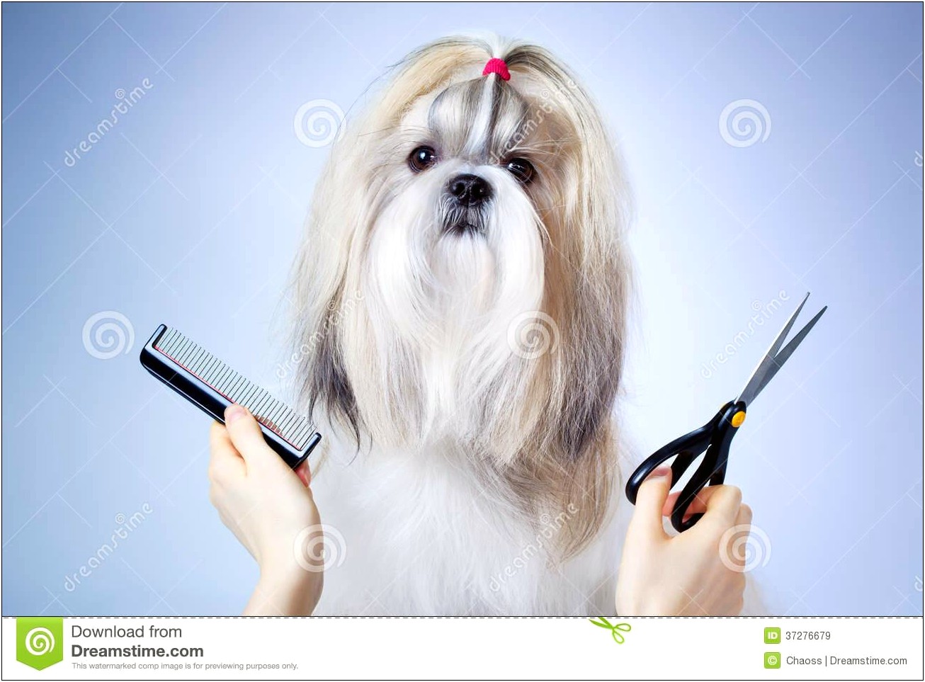 Free Dog Grooming Record Card Template
