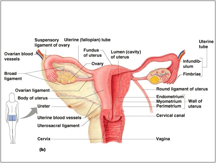 Free Female Reproductive System Powerpoint Templates