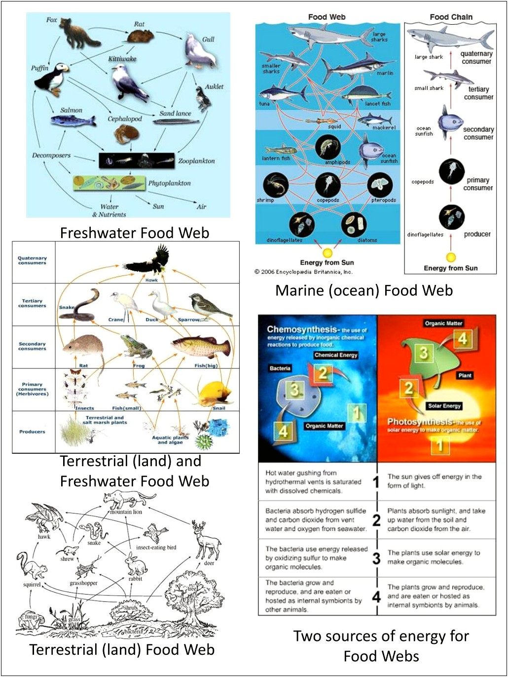 Free Freshwater Food Web Diagram Template Worksheet
