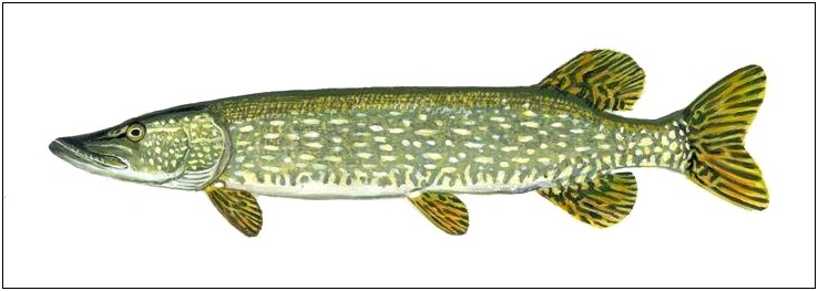 Free Printable Template Of A Large Northern Pike