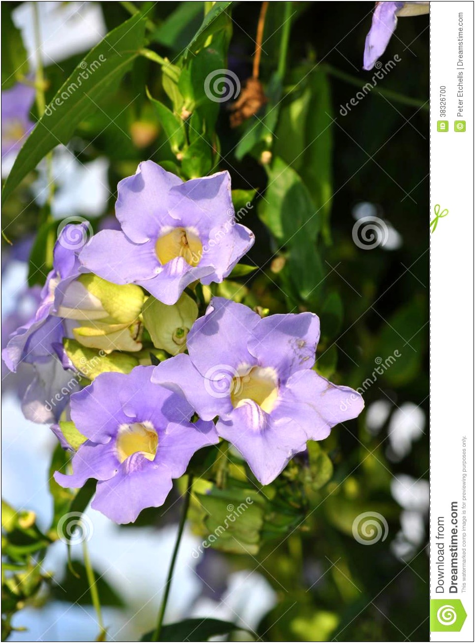 Free Printable Thunbergia Flower With Stem Template