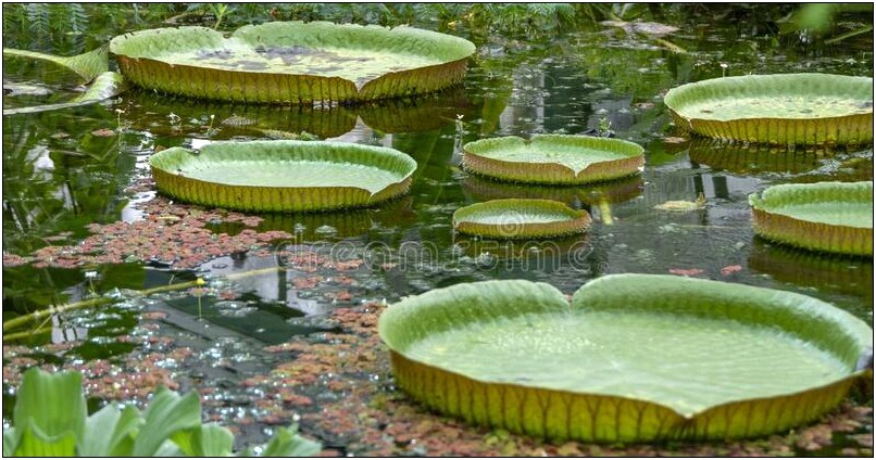 L Large Lily Pad Free Template For Preschool