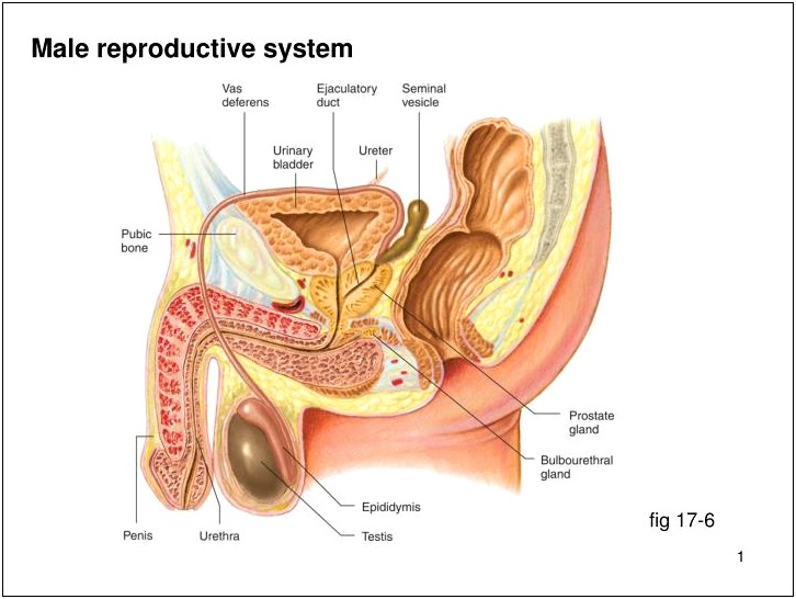 Male Reproductive System Ppt Template Free Download