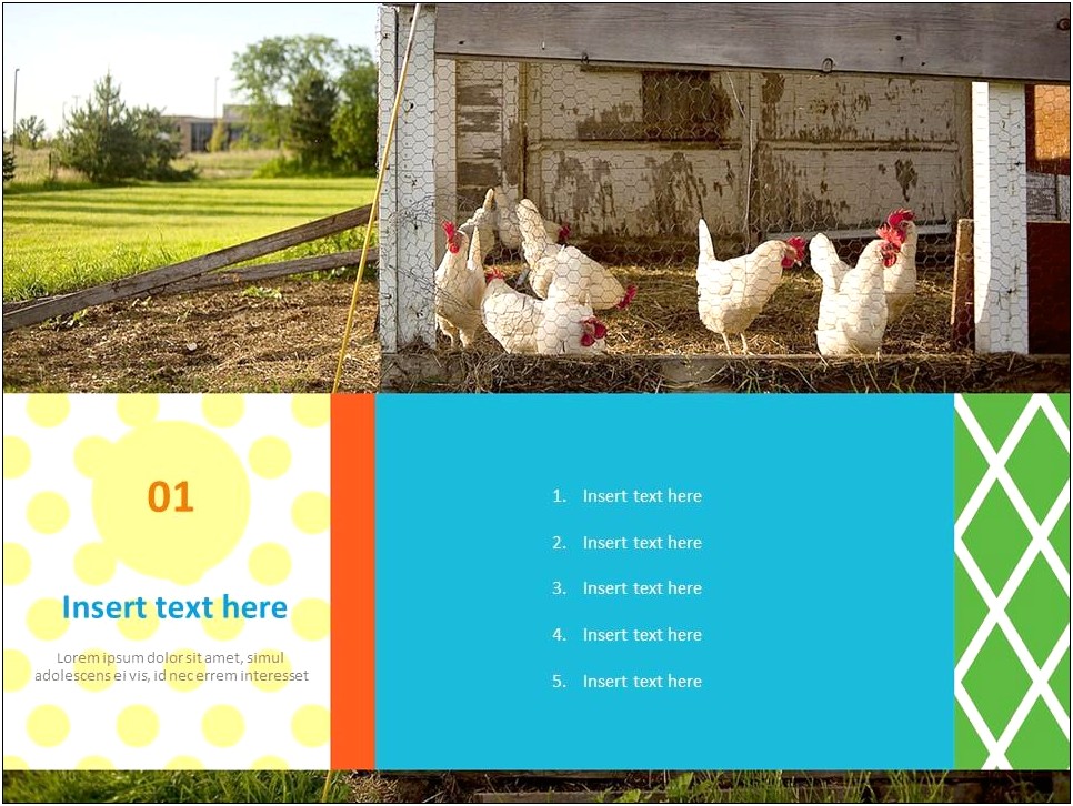Poultry Farm Powerpoint Template Free Ethiopian Chickens