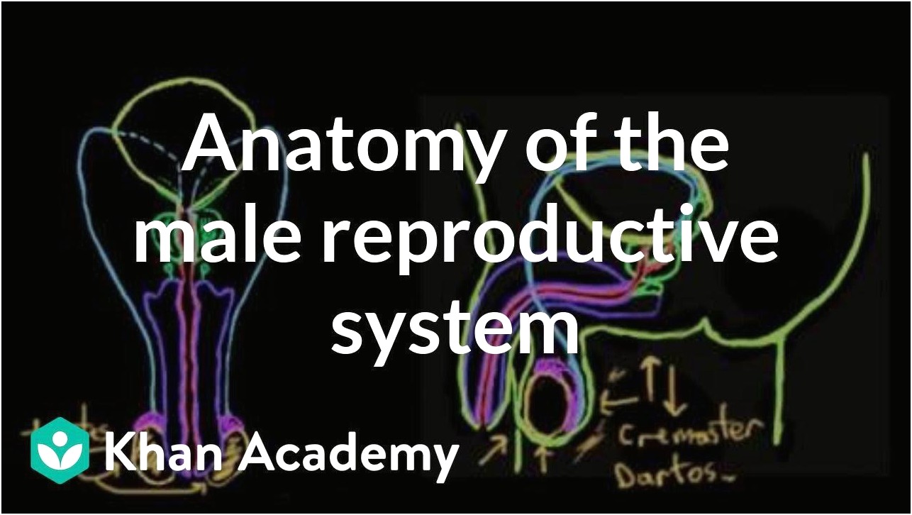 Reproductive System Ppt Template Free Download