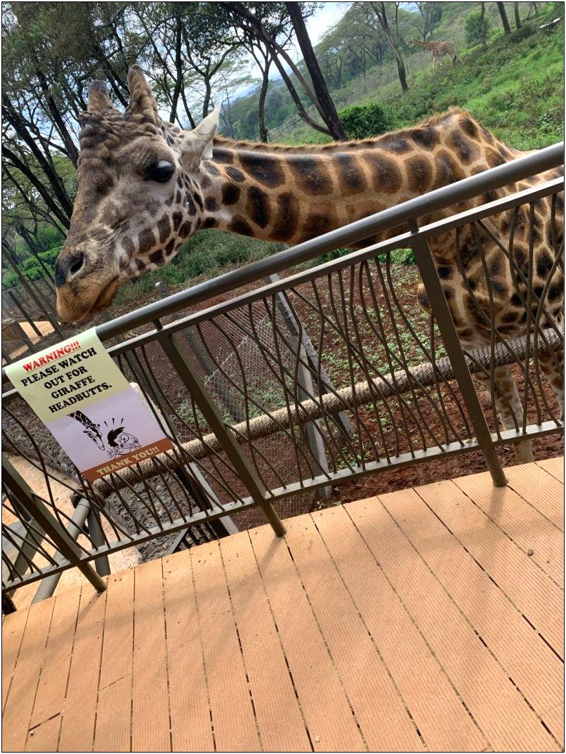 Giraffe Feeding Station Attendant Resume Objective