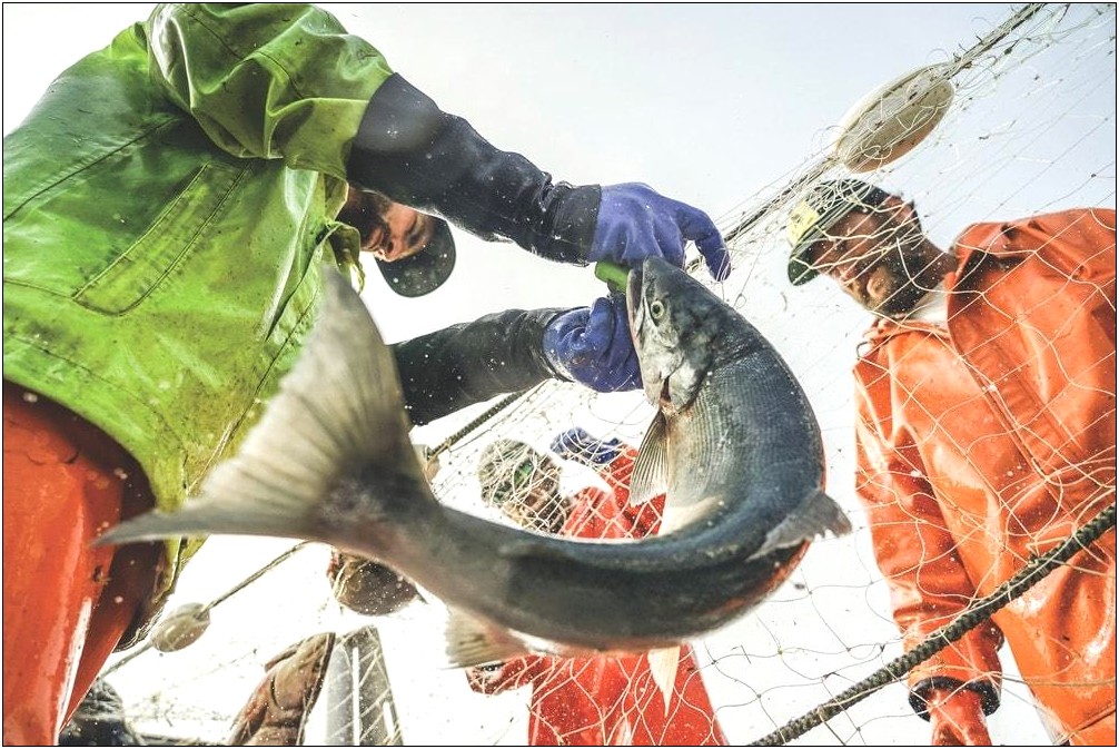 Resume Sample For Commercial Salmon Fisherman