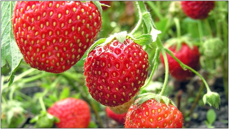 Vegetable Garden Plan Template Free Blueberries Strawberries Rasberries