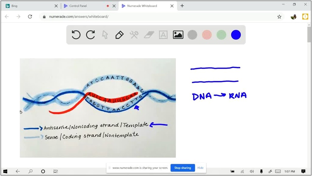 Another Word For Dna Template Strand