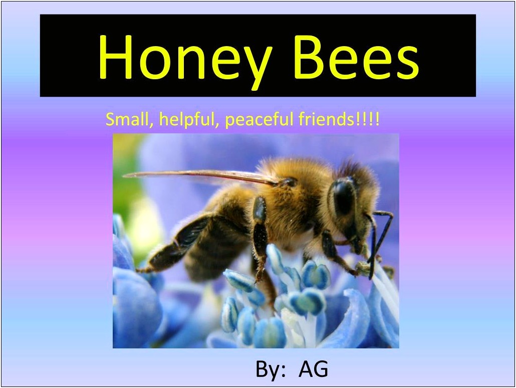 Honey Bee Powerpoint Templates Free Download