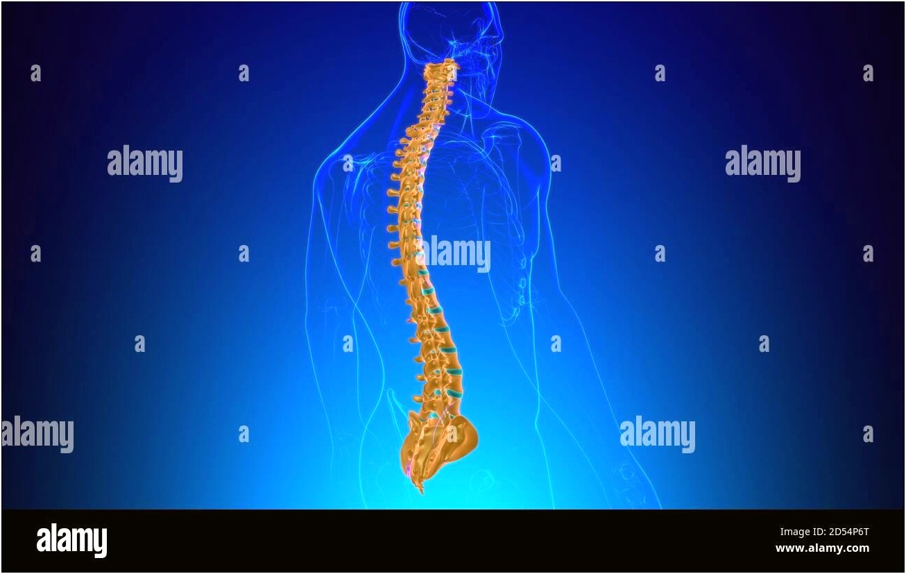 Lumbar Spine Powerpoint Template Free Download