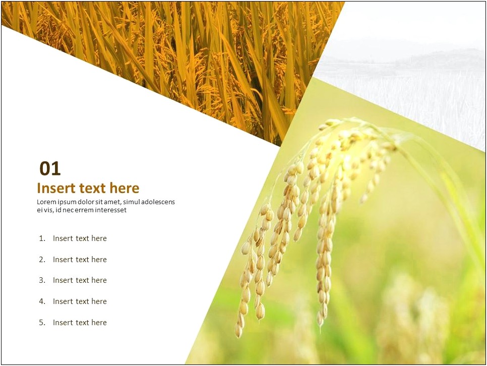 Rice Plant Powerpoint Templates Free Download