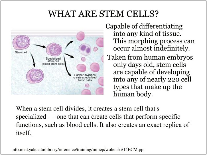 Stem Cells Ppt Template Free Download