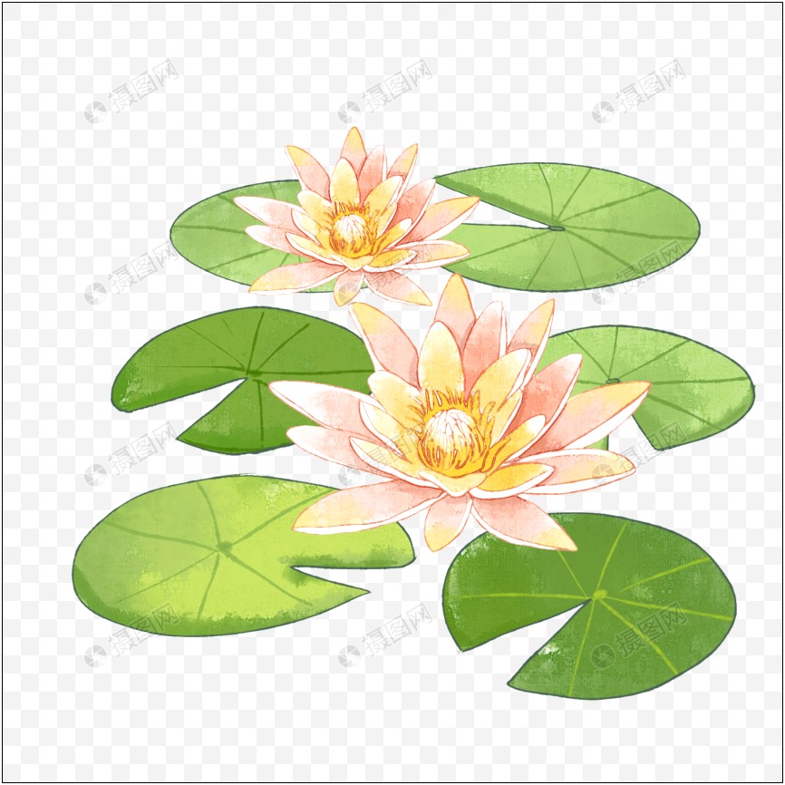 Water Lily Ppt Template Free Download